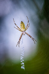 Wasp spider (Argiope bruennichi)