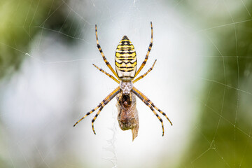 Wasp spider (Argiope bruennichi)