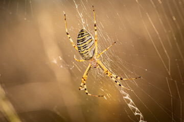 Wasp spider (Argiope bruennichi)