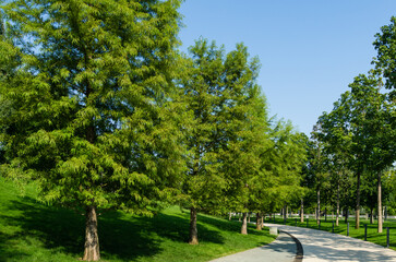 Rows Bald Cypress Taxodium Distichum (swamp, white-cypress, gulf or tidewater red cypress) green tree in public landscape city Park Krasnodar or 'Galitsky park' in sunny summer 2021