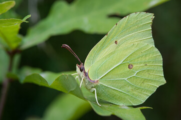 Green lemon butterfly