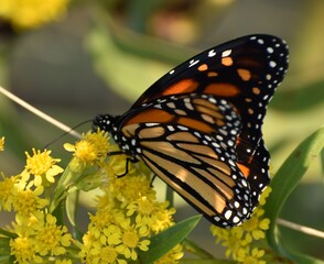 Monarch butterfly