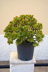 succulent plant in a flowerpot on the street