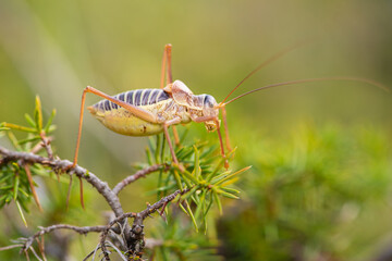 Bush cricket Ephippiger diurnus male