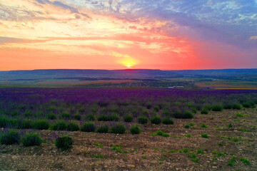 Fototapeta na wymiar Aerial view of the sunset over the lavender field