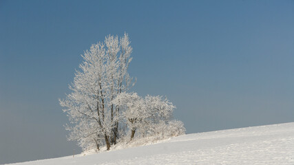 Fototapeta na wymiar Frosted trees in a mountain glade, Gorce, Poland