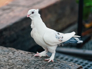 white pigeion on the tree