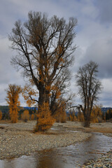 Fall colors at Yellowstone National Park, Idaho, Wyoming, Bison, Geysers, Mountains, Grand Tetons
