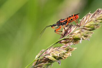 Assassin bug (Rhynocoris sp.)