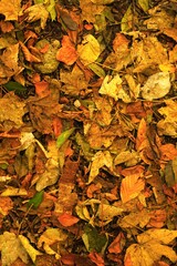 Laub im Herbst