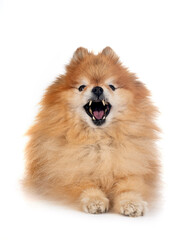 pomeranian in studio