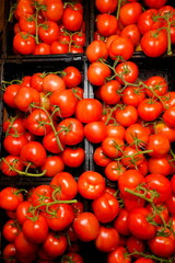 Strauchtomaten