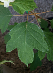 Natural element. Closeup view of Hydrangea quercifolia, also known as oak leaf hydrangea, beautiful big green leaf growing in the urban garden.