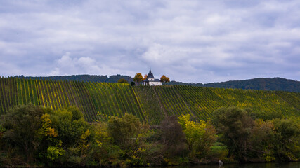 Jesień w winnicach nad Mosel (Mozelą) przy zbiorze winogron. © slawjanek