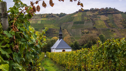 Jesień w winnicach nad Mosel (Mozelą) przy zbiorze winogron. © slawjanek
