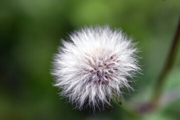 Weiche weiße Samen einer verwelkten Blume