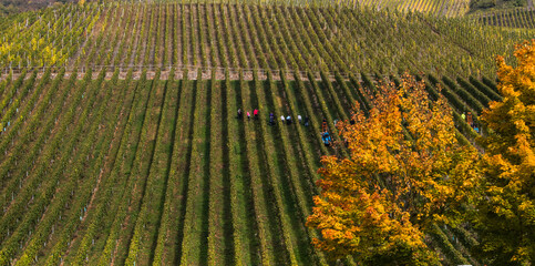 Jesień w winnicach nad Mosel (Mozelą) przy zbiorze winogron.