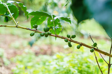 Fresh coffee beans on branch of coffee plant. Leaves of arabica coffee tree nursery plantation. Coffee beans ripening on a tree. 

Selective focus. blurred background.