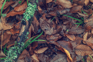 autumn leaves on the ground