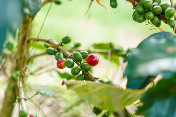 Fresh coffee beans on branch of coffee plant. Leaves of arabica coffee tree nursery plantation. Coffee beans ripening on a tree. 

Selective focus. blurred background.