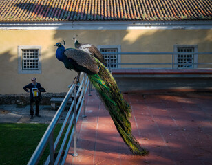 Peacocks in the castle of St. George. Lisbon. Portugal.