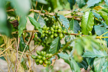 Fresh coffee beans on branch of coffee plant. Leaves of arabica coffee tree nursery plantation. Coffee beans ripening on a tree. 

Selective focus. blurred background.