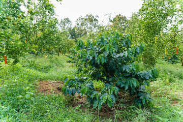 Fototapeta na wymiar Fresh coffee beans on branch of coffee plant. Leaves of arabica coffee tree nursery plantation. Coffee beans ripening on a tree.Selective focus. blurred background.
