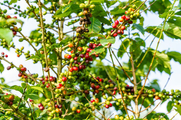Obraz premium Fresh coffee beans on branch of coffee plant. Leaves of arabica coffee tree nursery plantation. Coffee beans ripening on a tree.Selective focus. blurred background.