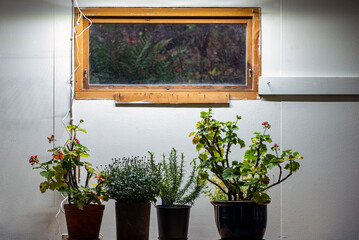 window with flowers in pots, winterstoring, nacka, sweden, sverige