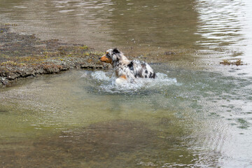 blue merle Australian shepherd puppy dog runs on the shore of the Ceresole Reale lake in Piedmont in Italy