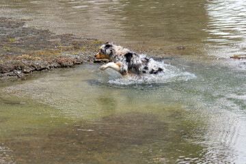 blue merle Australian shepherd puppy dog runs on the shore of the Ceresole Reale lake in Piedmont in Italy