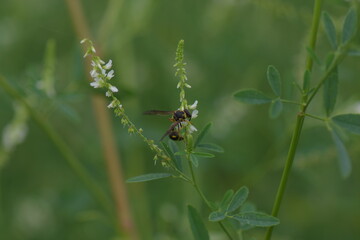 dragonfly on grass