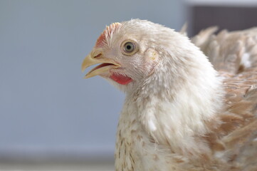 White Chicken. Portrait of a chicken head.
