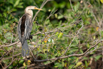 The Anhinga (Anhinga anhinga)