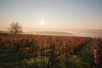 Naklejka premium Rows of vineyards at golden hour, autumn sunset