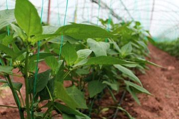 plants growing in a greenhouse