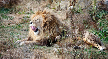 Obraz premium Male lion yawning