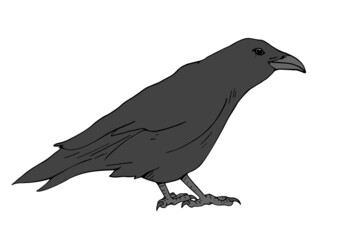 Crow illustration design
