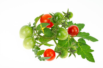 Fruits of red and green unripe cherry tomatoes on white background. Studio Photo