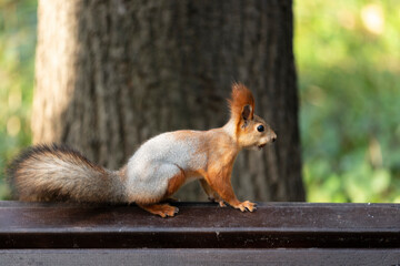 squirrel in the park