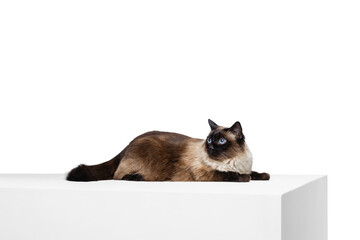 Portrait of beautiful graceful Siamese cat lying on the floor isolated on white studio background. Animal life concept