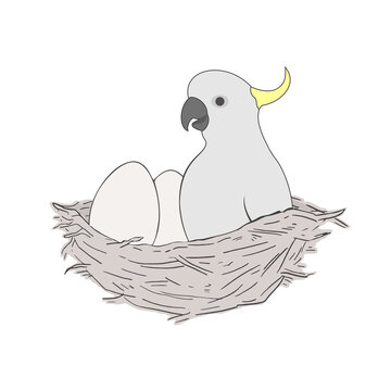 Cockatoo In Nest Draw