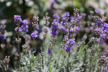 lavender purple flower in nature