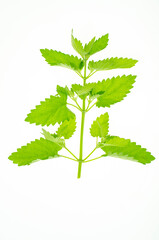 Fresh garden herb Melissa officinalis. Studio Photo