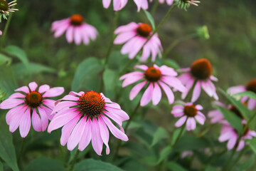 echinacea medicinal flower in nature