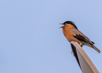 Brahminy Starling singing in morning
