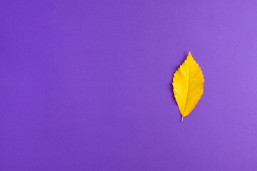 Flat lay of yellow autumn leaf changing their position on purple background on right. Bright leaf fall autumn holidays halloween concept with copy space.
