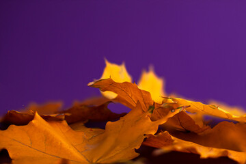 Close up of yellow orange leaves a on dark purple blurred background with copy space. Holiday autumn fall and low key concept