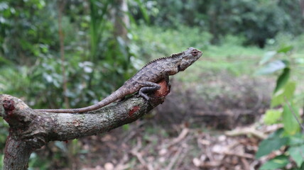 Side view of an Oriental garden lizard sitting on top of a cut down branch with a mosquito perched on a it's head