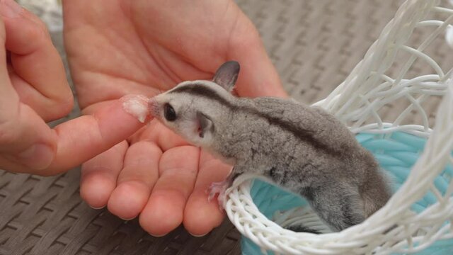 Cute tiny sugar glider sitting in the basket and a man feeds him, give food on his finger